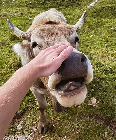curious-calf-cuddling-in-the-alpine-nature