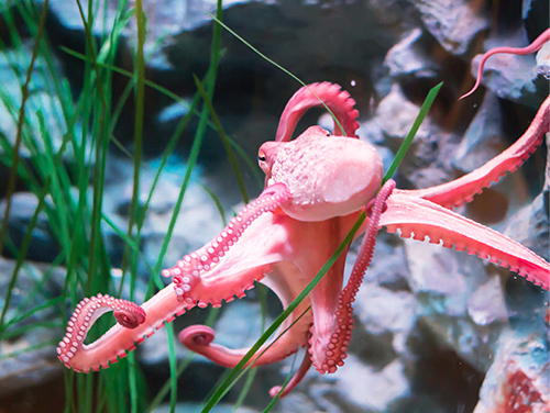 curious-pink-octopus-swimming-among-the-green-sea