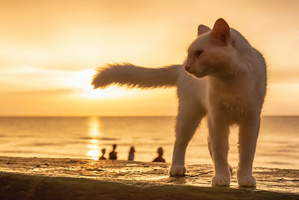 cute-big-white-cat-is-sitting-by-the-beach