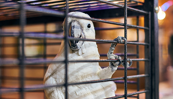 Cute white Cacatua cockatoo parrot in cage in cafe interior background, funny domestic bird תוכי בכלוב