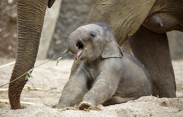 Asian Elephant (Elephas maximus) cute calf portrait