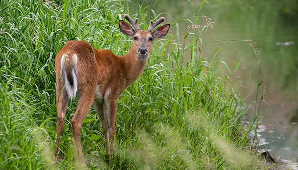 deer-standing-alert-in-tall-grass-near-water