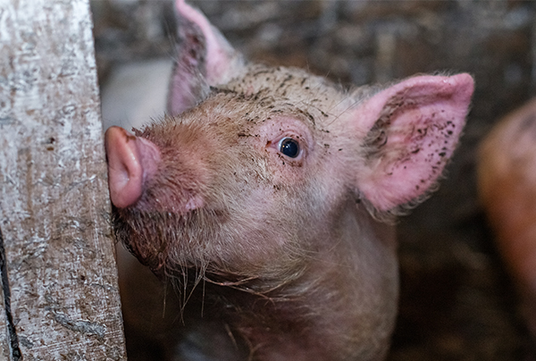 dirty cute pig