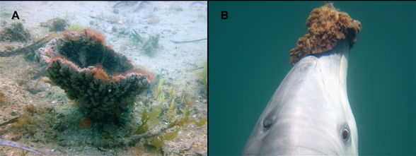 dolphinwithsponge-2-eric-patterson-588