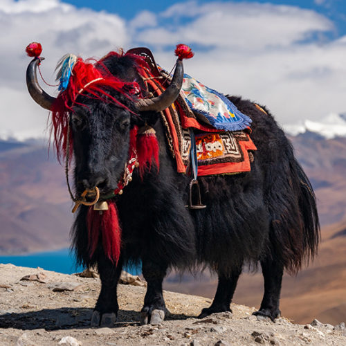 יאק מבוית בטיבט
