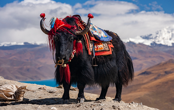 Domesticated Yak - Gampa High Pass - Tibet יאק טיבטי מבויית