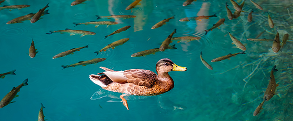 One duck and fishes in clear water of Plitvice Lakes, Croatia