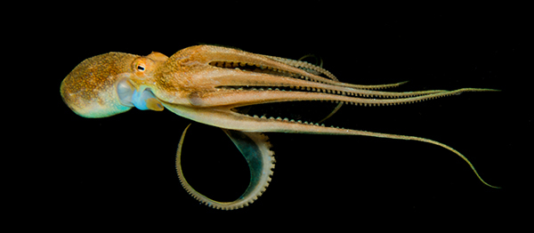 elegant-octopus-drifting-in-the-deep-black-sea