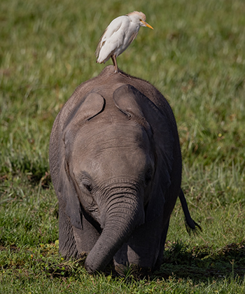 elephant-on-safari-in-africa-350