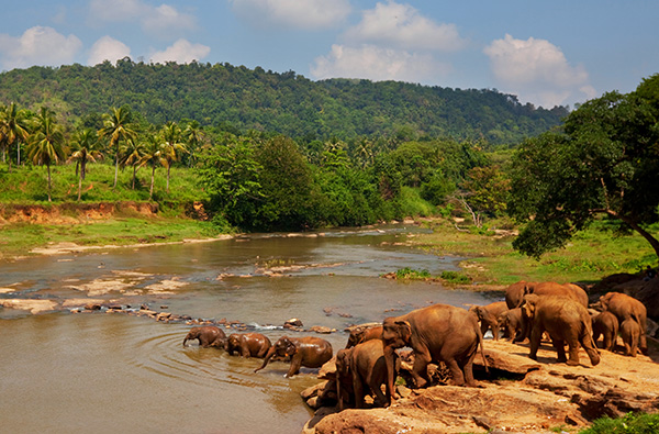 Elephant on Sri Lanka פילים חוצים נהר רחב בסרי לנקה