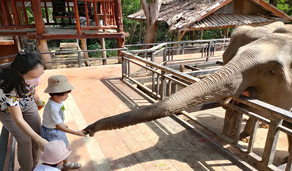 elephant-zoo-feed פיל מואכל בגן חיות