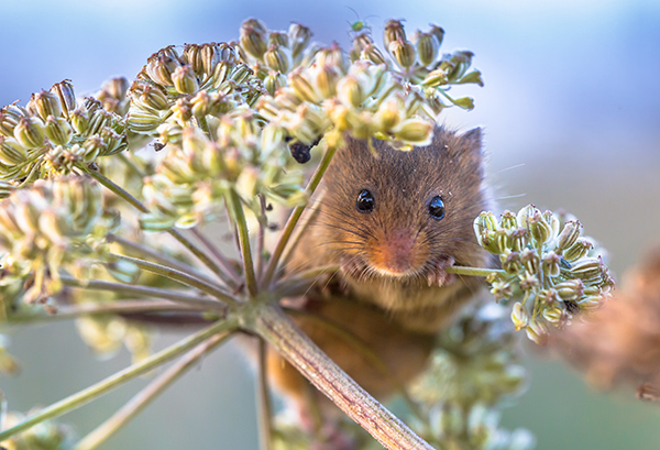 Eurasian Harvest mouse feeding on seeds