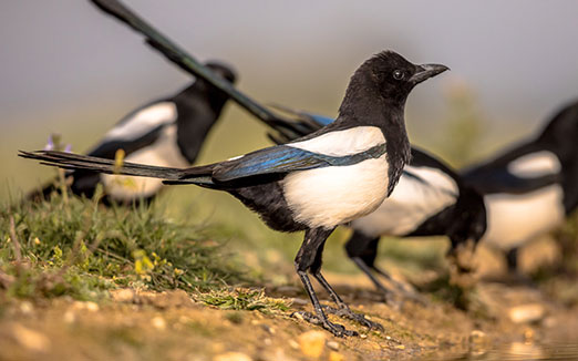 eurasian-magpie-group