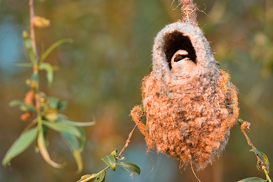 Eurasian penduline tit peeking out of nest in evening sun