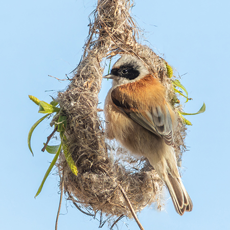 Eurasian penduline tit, Remiz pendulinus. A bird builds a nest