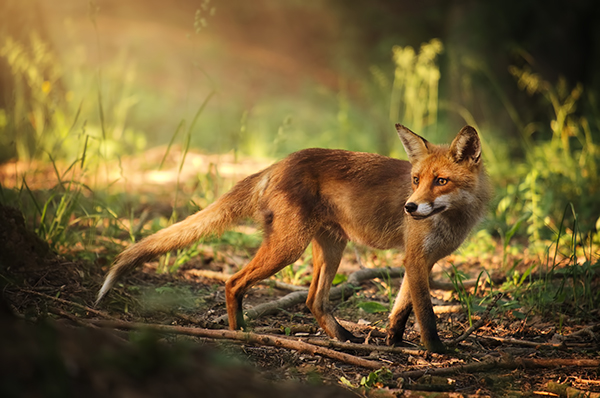 Fox on the summer forest Fox on the summer forest
