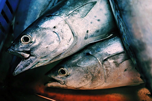 freshly-caught-tuna-fish-on-display
