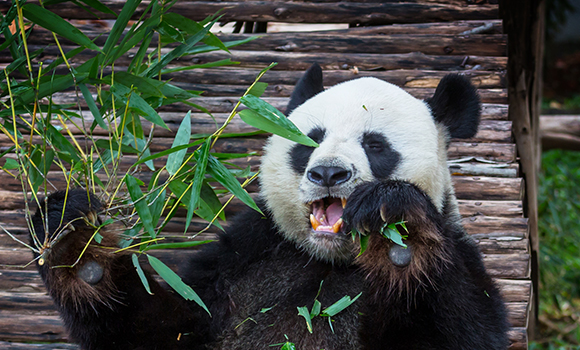 Panda
