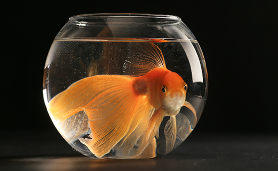 Goldfish in the aquarium