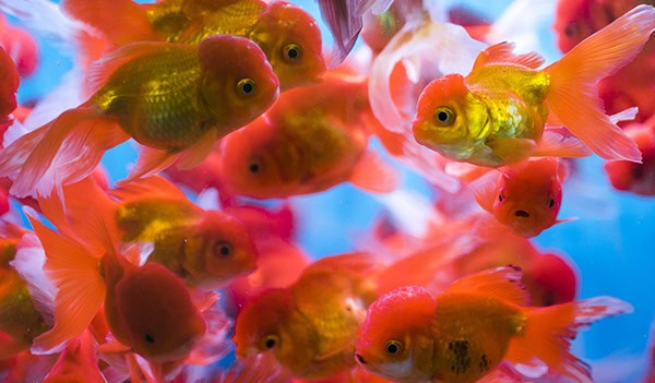Goldfish market, Tung Choi Street North, Kowloon, Hong Kong, China