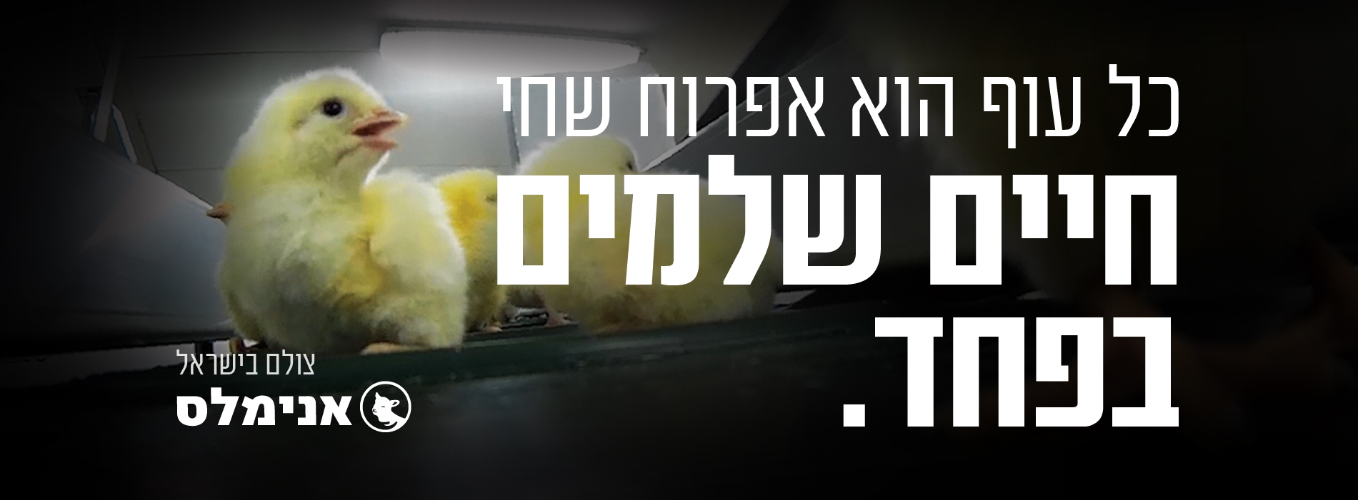 אפרוח מפוחד על מסוע והכיתוב "חיים שלמים בפחד"