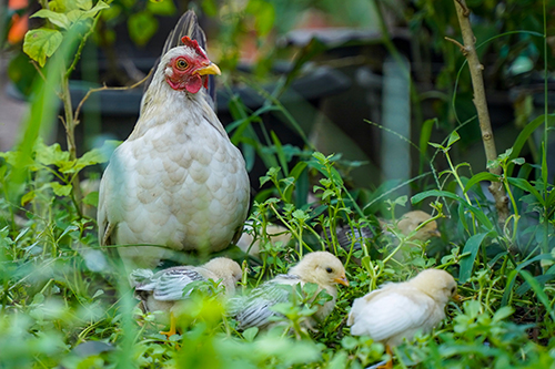 hen-with-chicken-in-the-field