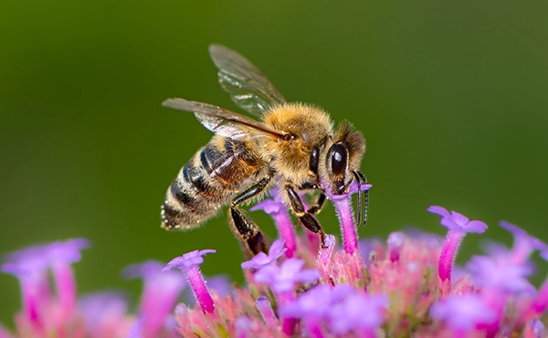 honey-bee-gathering-nectar-from-tiny-purple-flower