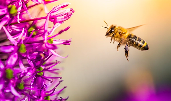 honeybee-pollinating-purple-flower-blossom
