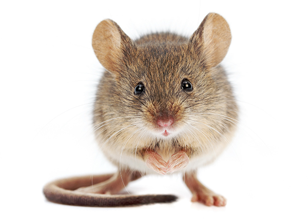 House mouse standing עכבר