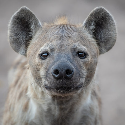 צבוע חמוד מביט למצלמה