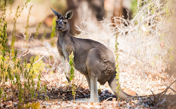 kangaroo-standing-tall-in-a-natural-habitat