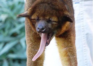 kinkajou