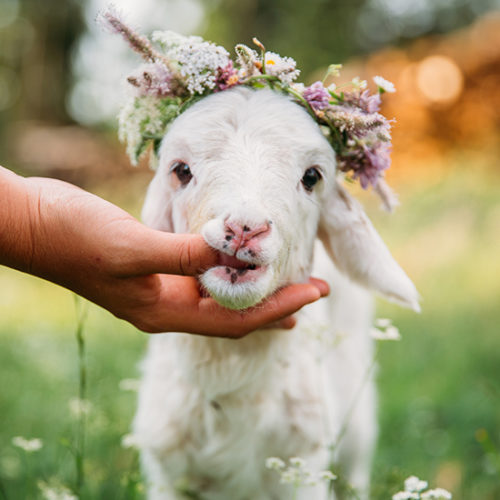 טלה יומולדת חמוד עם כתר פרחים