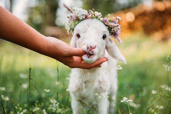Baby lamb with flower crown טלה יומולדת חמוד עם כתר פרחים