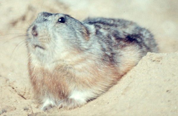 lemming_lying_on_ground 600