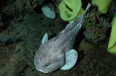 live-blob-fish-top-view live blob fish in the ocean