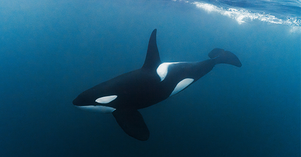 Orca or killer whale is a toothed whale belonging to the oceanic dolphin family.