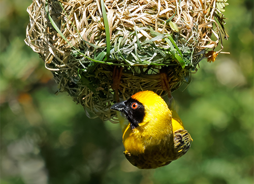 Male southern masked weaver hanging from nest