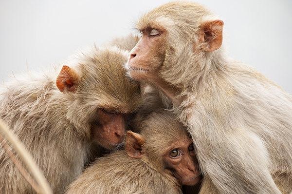 Monkey family with babies, hugging each other, Red faced macaque קופי מקוק