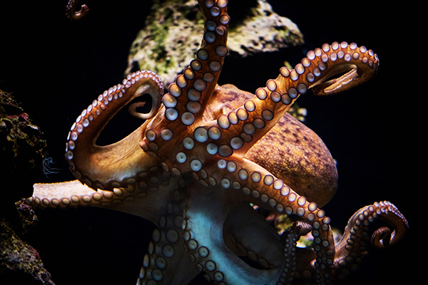Octopus swimming underwater in ocean תמנון