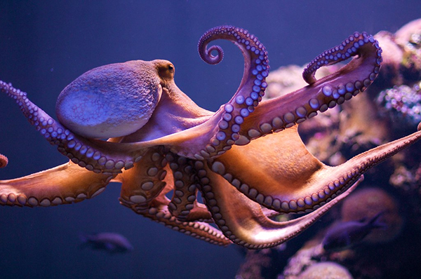 octopus octopus