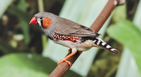 one-bird-zebra-finch-with-a-bright-color