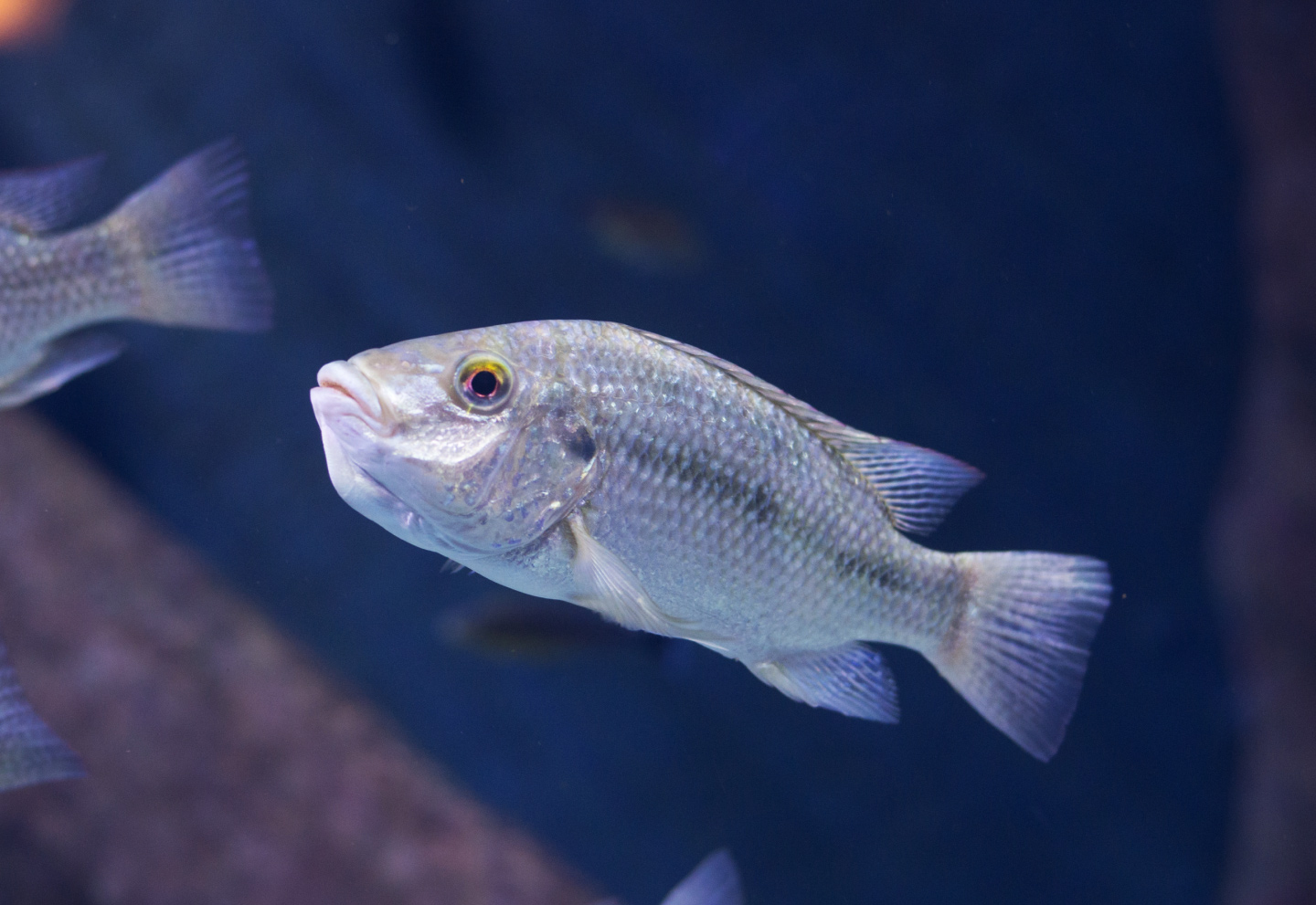 דג יחיד שוחה חופשי במעמקי הים וחלק מדגים נוספים ששוחים לידו