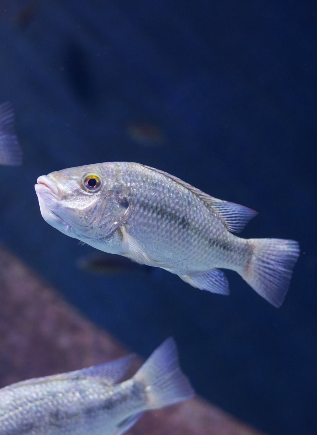 דג יחיד שוחה חופשי במעמקי הים וחלק מדג נוסף ששוחה לידו