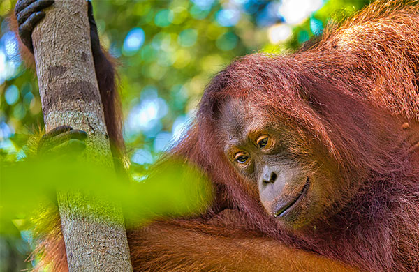 orangutan-tanjung-puting-national-park-borneo