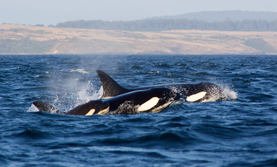 orca family flickr