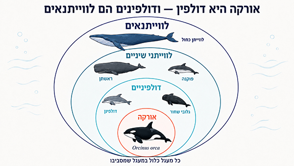orca is a dolphin