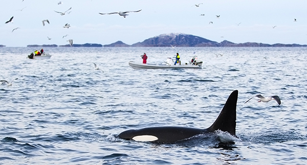 Tourists on whale safari boats in the arctic