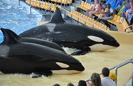 orcas in captivity