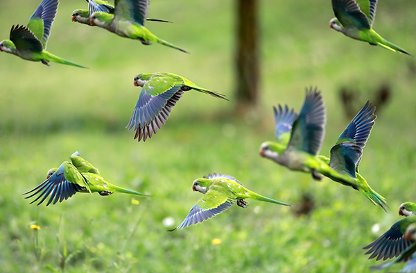 Flock of parrots in flight Flock of flying birds. Green and blue parrots stand out in group flight.